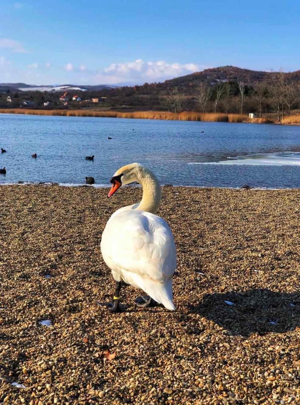 Garni Hotel Oblacinsko Jezero Oblacina Bagian luar foto